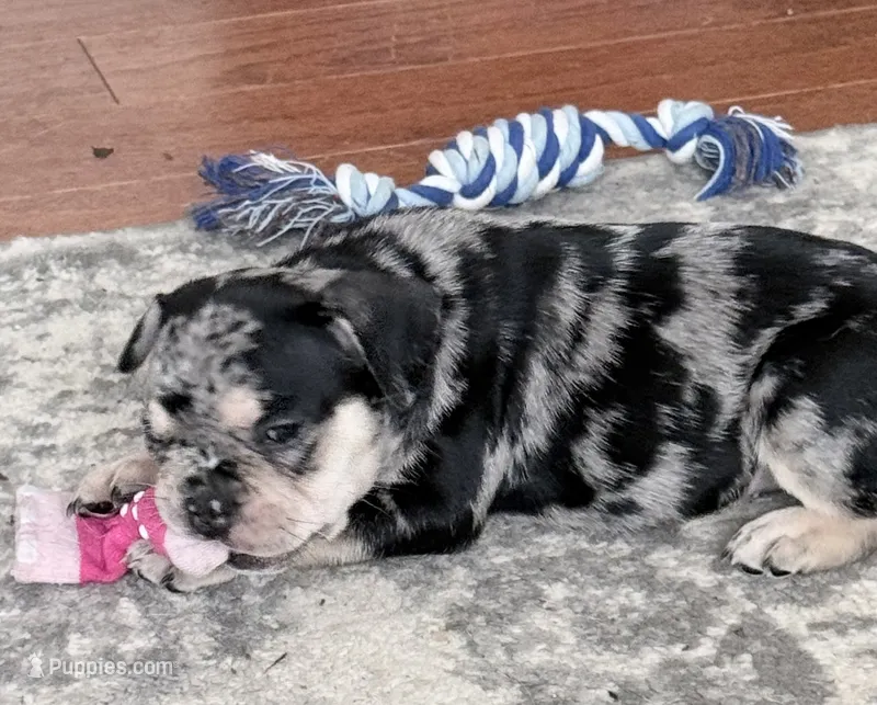 Java - Merle - AKC – French Bulldog puppy for sale in Benton, AR