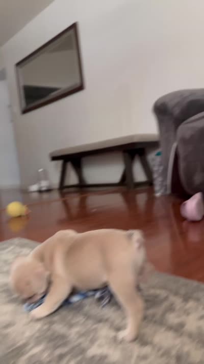 Gravy - Fawn - AKC, a male French Bulldog for sale in Benton, AR – 4 of 6