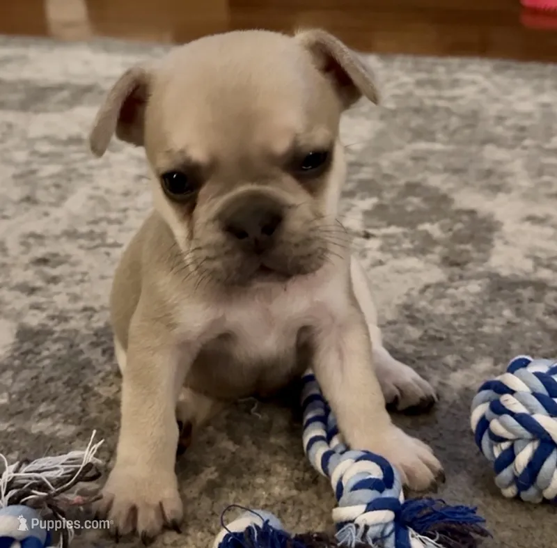 Biscuit - Fawn - AKC – French Bulldog puppy for sale in Benton, AR