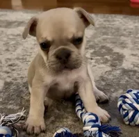 Biscuit - Fawn - AKC, a male French Bulldog for sale in Benton, AR – 1 of 8
