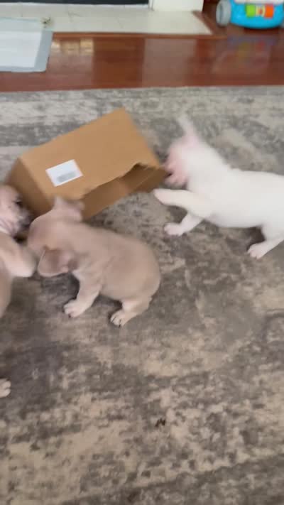 Sugar - White- Blue Eye - AKC, a female French Bulldog for sale in Benton, AR – 2 of 7
