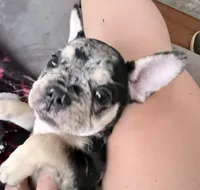 Java , a female French Bulldog for sale in Benton, AR – 3 of 10
