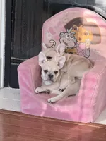 Magellan, a male French Bulldog for sale in Benton, AR – 2 of 9