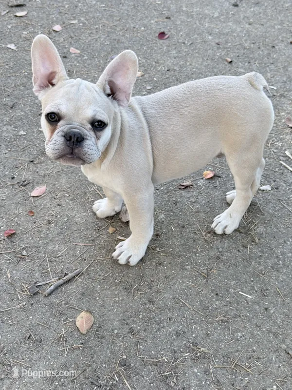 Buddy – French Bulldog puppy for sale in Benton, AR