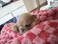 Biscuit - Male French Bulldog - Blue Fawn/Sable, a male French Bulldog for sale in Benton, AR – 1 of 6
