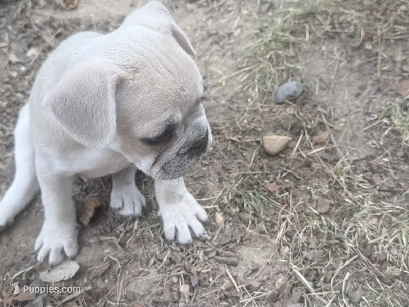 Gravy - Fawn - AKC – French Bulldog puppy for sale in Benton, AR