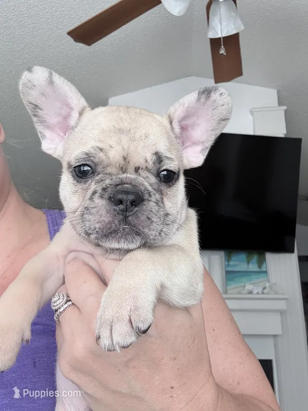 Rolo - Merle - Fawn - AKC – French Bulldog puppy for sale in Benton, AR