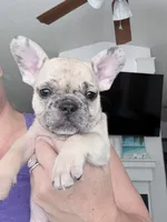 Rolo - Merle - Fawn - AKC, a male French Bulldog for sale in Benton, AR – 1 of 5