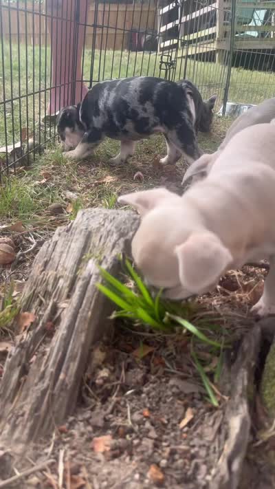 Gravy , a male French Bulldog for sale in Benton, AR – 7 of 9