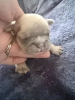 Gravy - Male French Bulldog - Blue Fawn/Sable, a male French Bulldog for sale in Benton, AR – 8 of 8