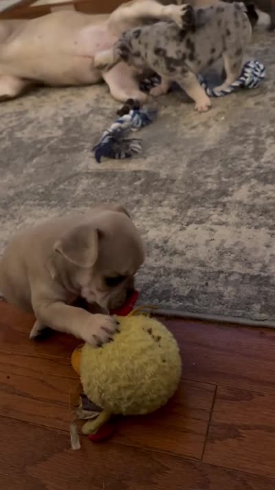 Biscuit - Fawn - AKC, a male French Bulldog for sale in Benton, AR – 5 of 8