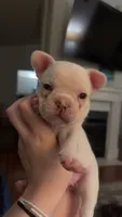 Sugar - White- Blue Eye - AKC, a female French Bulldog for sale in Benton, AR – 4 of 7