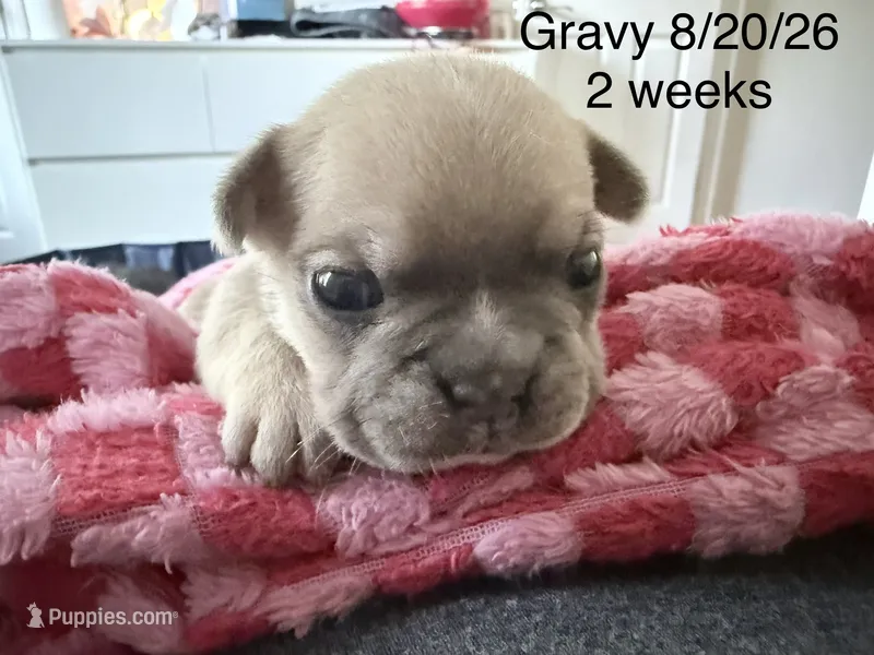 Gravy - Male French Bulldog - Blue Fawn/Sable – French Bulldog puppy for sale in Benton, AR