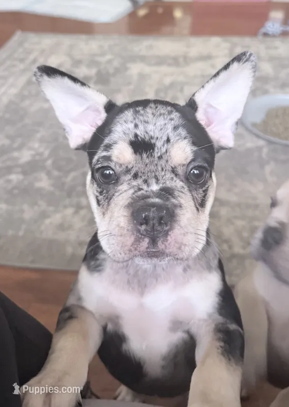 Java  – French Bulldog puppy for sale in Benton, AR