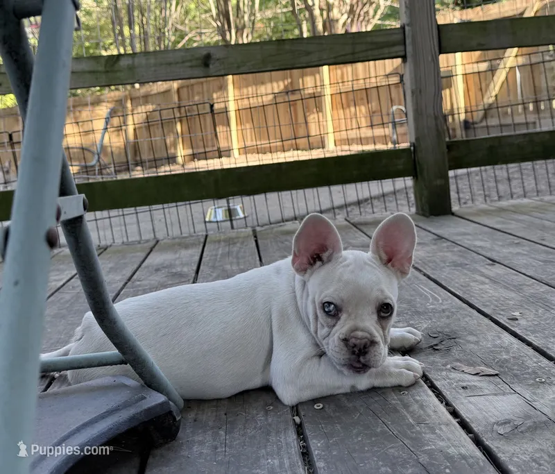Sugar – French Bulldog puppy for sale in Benton, AR