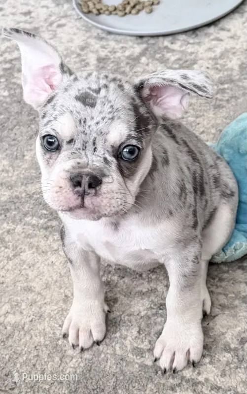 Pepper -AKC- Merle -Blue eyes – French Bulldog puppy for sale in Benton, AR