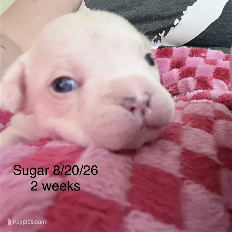 Sugar - White Female French Bulldog – French Bulldog puppy for sale in Benton, AR