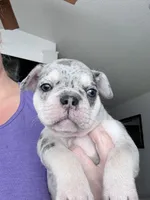 Pepper -AKC- Merle -Blue eyes, a female French Bulldog for sale in Benton, AR – 6 of 8