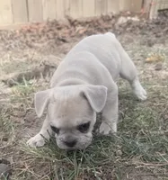 Gravy , a male French Bulldog for sale in Benton, AR – 3 of 9