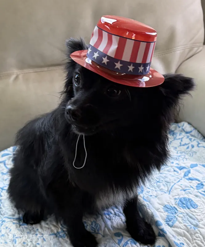 Lady – Pomeranian puppy for sale in Decatur, AL