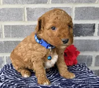 Teddy, a male Miniature Goldendoodle for sale in Harlan, IN – Photo 4 of 4