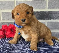 Teddy, a male Miniature Goldendoodle for sale in Harlan, IN – Photo 2 of 4