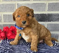 Teddy, a male Miniature Goldendoodle for sale in Harlan, IN – Photo 3 of 4