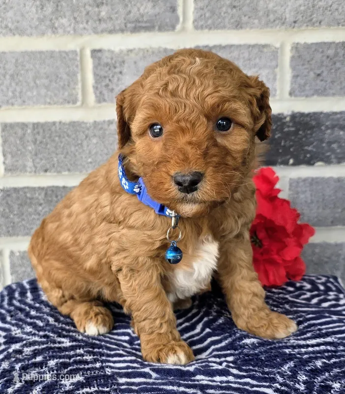 Teddy – Miniature Goldendoodle puppy for sale in Harlan, IN