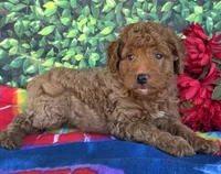 Rover , a male Miniature Goldendoodle for sale in Harlan, IN – 3 of 5