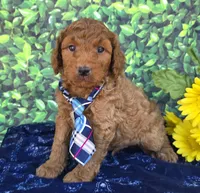 Roby, a male Miniature Goldendoodle for sale in Harlan, IN – 2 of 4
