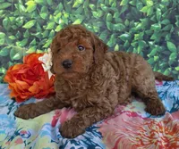 Reba, a female Miniature Goldendoodle for sale in Harlan, IN – 4 of 5