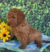 River, a male Miniature Goldendoodle for sale in Harlan, IN – 4 of 4