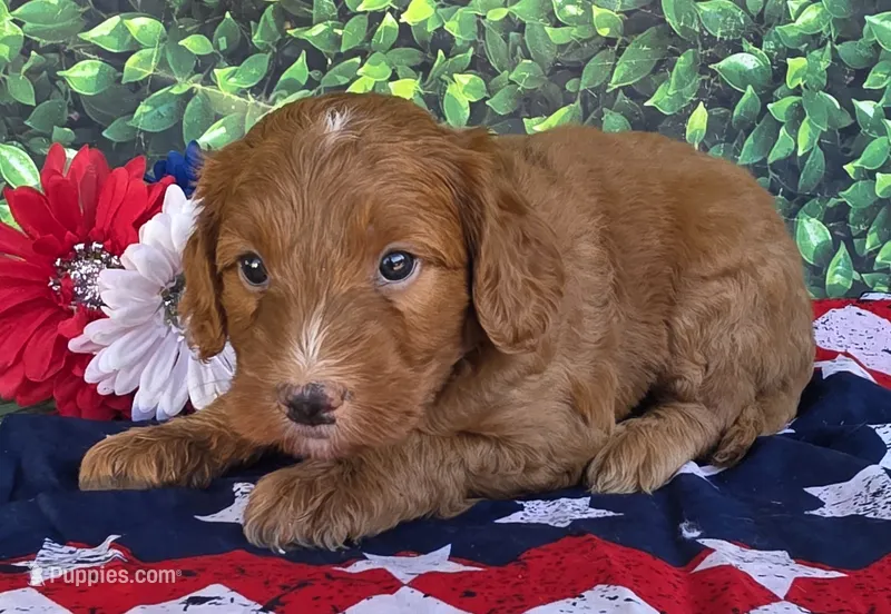 Rusty – Miniature Goldendoodle puppy for sale in Harlan, IN