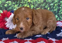 Rusty, a male Miniature Goldendoodle for sale in Harlan, IN – 1 of 4