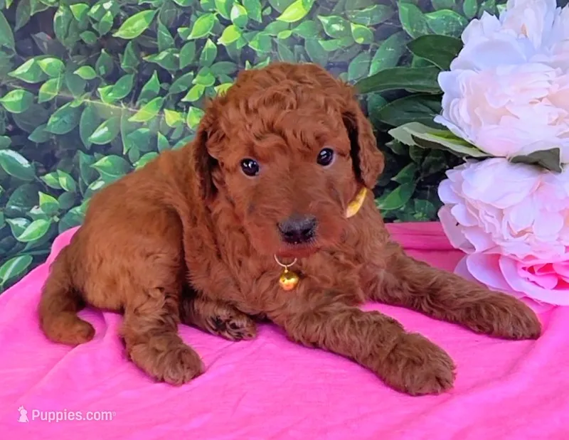 Daisy  – Miniature Goldendoodle puppy for sale in Harlan, IN