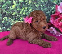 Candy, a female Miniature Goldendoodle for sale in Harlan, IN – 4 of 4