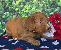 Rusty, a male Miniature Goldendoodle for sale in Harlan, IN – 3 of 4