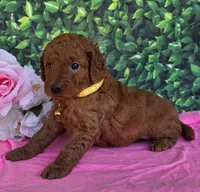 Daisy , a female Miniature Goldendoodle for sale in Harlan, IN – 4 of 4
