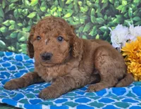 Dubber, a male Miniature Goldendoodle for sale in Harlan, IN – 3 of 4