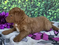 Carmen , a female Miniature Goldendoodle for sale in Harlan, IN – 2 of 4