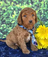 Roby, a male Miniature Goldendoodle for sale in Harlan, IN – 3 of 4