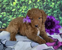 Carmen , a female Miniature Goldendoodle for sale in Harlan, IN – 4 of 4