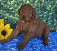 Gus, a male Miniature Goldendoodle for sale in Harlan, IN – 2 of 4