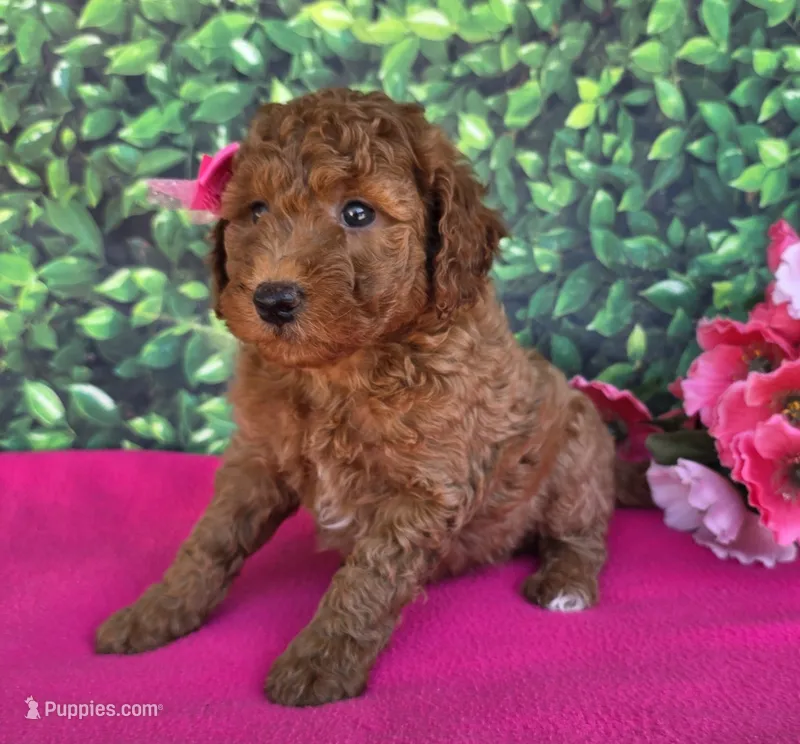 Candy – Miniature Goldendoodle puppy for sale in Harlan, IN
