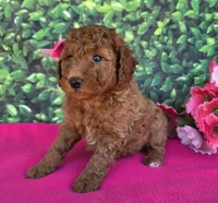 Candy, a female Miniature Goldendoodle for sale in Harlan, IN – 1 of 4