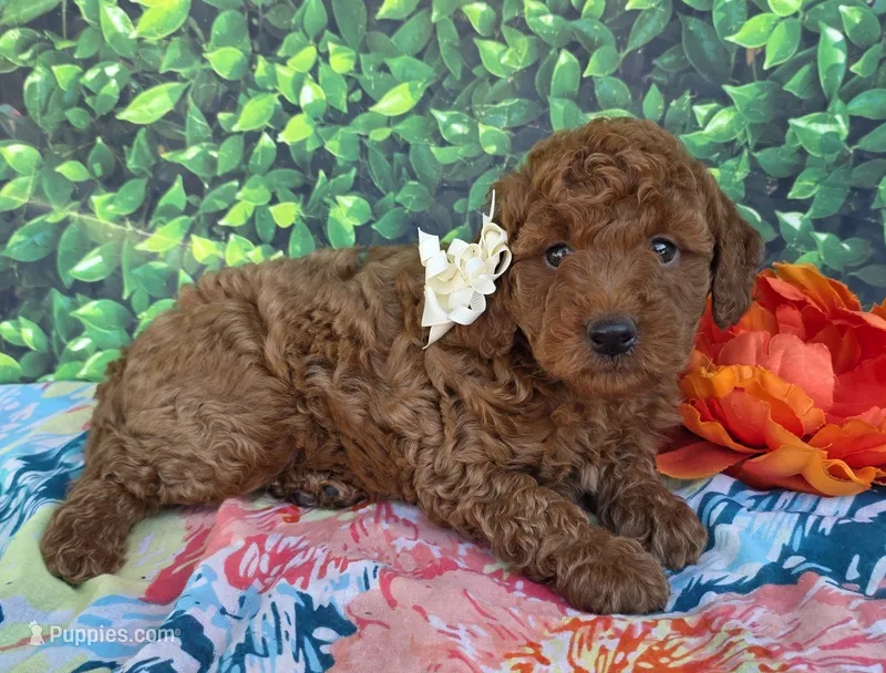 Reba – Miniature Goldendoodle puppy for sale in Harlan, IN