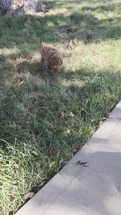 Reba, a female Miniature Goldendoodle for sale in Harlan, IN – 5 of 5
