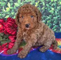 Rover , a male Miniature Goldendoodle for sale in Harlan, IN – 2 of 5