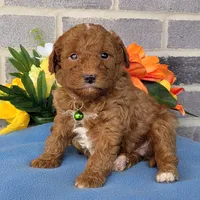 Tommy, a male Miniature Goldendoodle for sale in Harlan, IN – Photo 4 of 4
