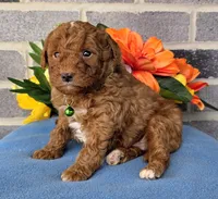Tommy, a male Miniature Goldendoodle for sale in Harlan, IN – Photo 1 of 4